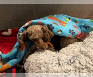 Curly - Male Mutt Dog for Adoption - Photo #3