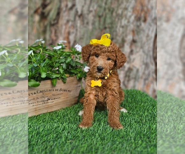 Medium Photo #5 Goldendoodle-Poodle (Miniature) Mix Puppy For Sale in INDIANAPOLIS, IN, USA
