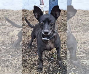 Chihuahua-Unknown Mix Dogs for adoption in Westminster, MD, USA