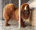 Small Photo #1 Tibetan Mastiff Puppy For Sale in LITTLEROCK, CA, USA