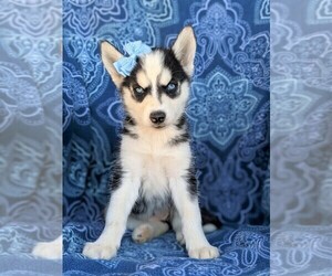 Siberian Husky Puppy for sale in KIRKWOOD, PA, USA