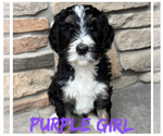 Puppy Purple girl Bernedoodle