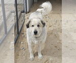 Small #3 Great Pyrenees