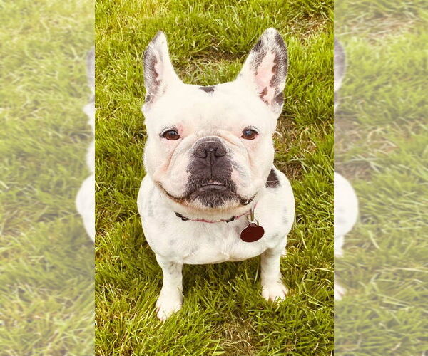 Medium Photo #1 French Bulldog Puppy For Sale in Oak Bluffs, MA, USA
