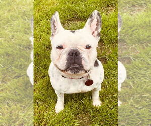 French Bulldog Dogs for adoption in Oak Bluffs, MA, USA