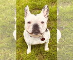 Small French Bulldog