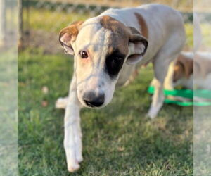 Mutt Dogs for adoption in Texas City, TX, USA