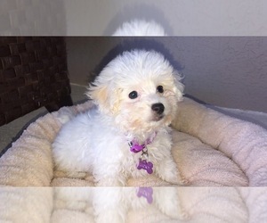 Bichon Frise Puppy for sale in GOLDEN OAK, FL, USA