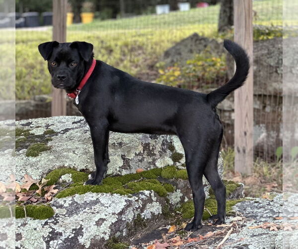 Medium Photo #8 Boxador Puppy For Sale in Wakefield, RI, USA