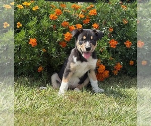 Border Collie Puppy for Sale in AMES, Iowa USA