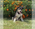 Small Border Collie