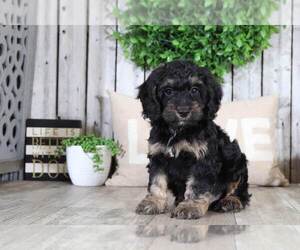 Cock-A-Poo Puppy for sale in MOUNT VERNON, OH, USA