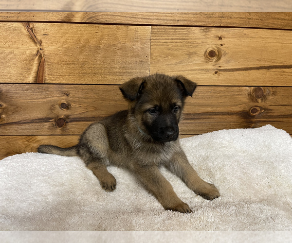 Medium Photo #1 German Shepherd Dog Puppy For Sale in LEWISBURG, KY, USA