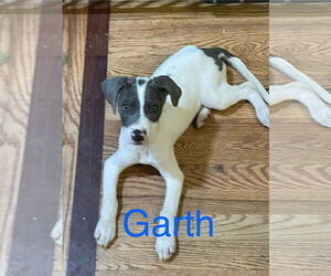 Mutt Dogs for adoption in Topeka, KS, USA