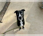 Small American Pit Bull Terrier-Siberian Husky Mix