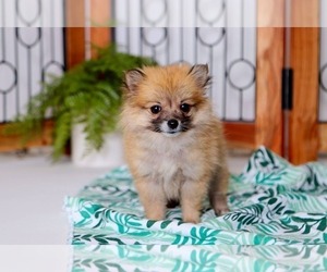 Pomeranian Puppy for sale in NAPLES, FL, USA