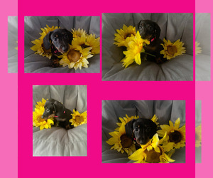 Dachshund Puppy for sale in BENNINGTON, OK, USA