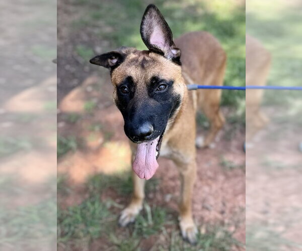 Medium Photo #1 Mutt Puppy For Sale in Imlay City, MI, USA