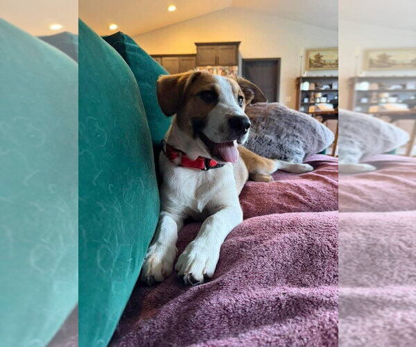Medium Photo #2 Mutt Puppy For Sale in New London, WI, USA