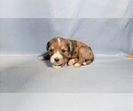Small Photo #53 Bernedoodle (Miniature) Puppy For Sale in BLACK FOREST, CO, USA