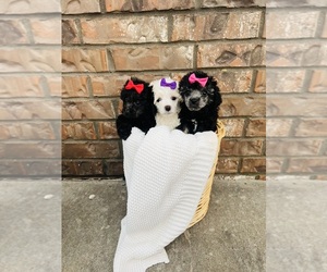 Poodle (Toy) Puppy for sale in DURANT, OK, USA