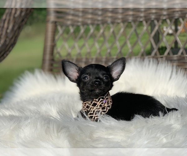 Medium Photo #4 Chihuahua Puppy For Sale in HOUSTON, TX, USA