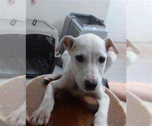 German Shepherd Dog-Unknown Mix Dogs for adoption in Pasadena, TX, USA