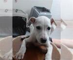 Small German Shepherd Dog Mix