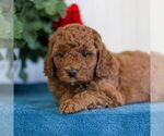 Small #4 Goldendoodle (Miniature)