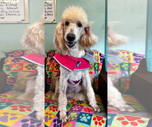 Poodle (Standard) Dogs for adoption in Pacolet, SC, USA