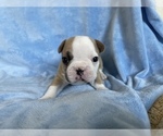 Puppy 3 French Bulldog