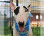 Small Bull Terrier Mix
