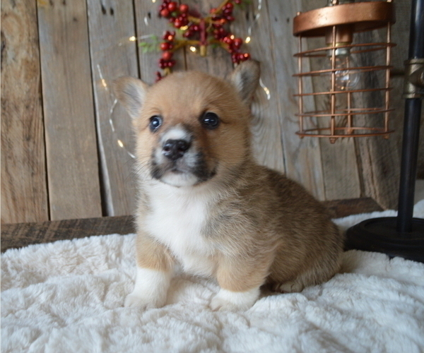 Medium Photo #4 Pembroke Welsh Corgi Puppy For Sale in HONEY BROOK, PA, USA