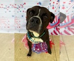 Small Boxer Mix