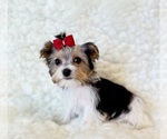Small #3 Yorkshire Terrier