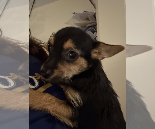 Medium Photo #1 Chihuahua Puppy For Sale in Pottstown, PA, USA