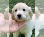 Small Photo #5 Golden Retriever Puppy For Sale in MORGANTOWN, IN, USA