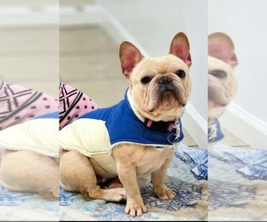 French Bulldog Puppy for sale in BAKERSFIELD, CA, USA