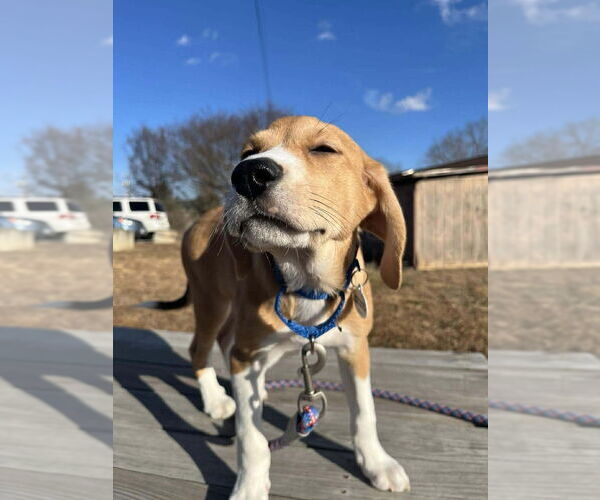 Medium Photo #3 Mutt Puppy For Sale in Candler, NC, USA