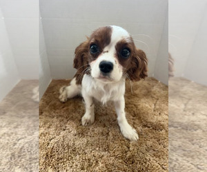 Cavalier King Charles Spaniel Dog for Adoption in WATERTOWN, Wisconsin USA