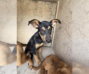 German Shepherd Dog-Unknown Mix Dogs for adoption in Oklahoma City, OK, USA