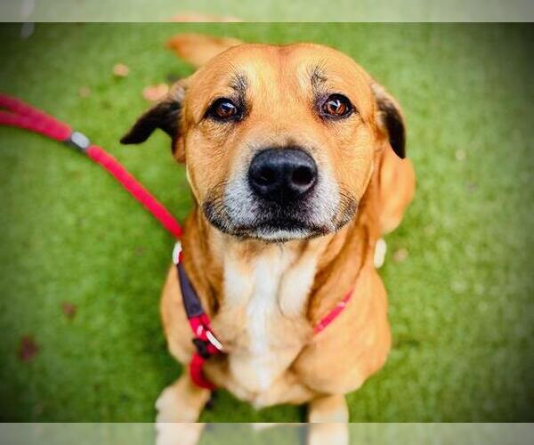 Medium Photo #2 Labrador Retriever-Unknown Mix Puppy For Sale in Orlando, FL, USA