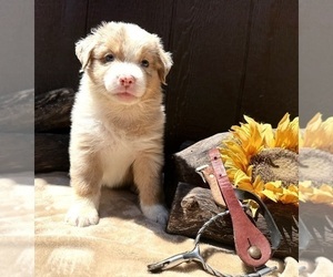 Medium Australian Shepherd