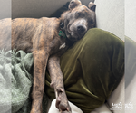 Small #10 Boxer Mix