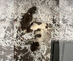 Puppy Puppy 1 to 3 German Shorthaired Pointer