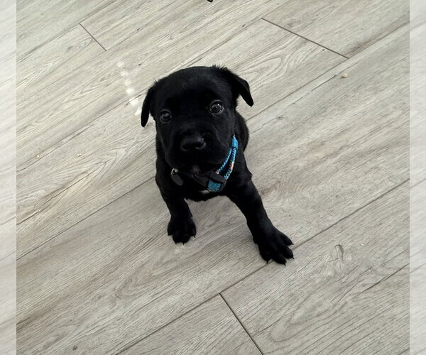Medium Photo #1 - Mix Puppy For Sale in The Woodlands, TX, USA