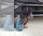 Small #4 French Bulldog