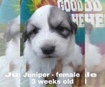 Small Photo #13 Great Pyrenees Puppy For Sale in HILLSVILLE, VA, USA
