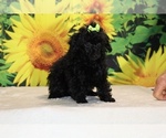 Melina - Female Poodle (Toy) Puppy for Sale - Photo #40