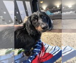 Small #3 Dachshund
